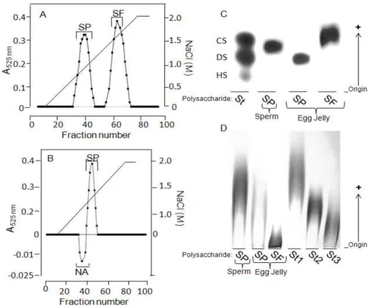 Figure 1 - A, B: Purification of the acidic polysaccharides from the egg jelly (Panel A) and sperm (Panel B) of the  sea urchin L