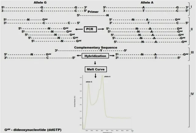 Figure  1  -  The  stages  of  DSASP  method  for  analysis  of  SNP  rs1695  in  GSTP1  gene:  I  -  the  SNP  selection  and  design  of  the  primer;  II  -  PCR  with  one  primer  and  dideoxynucleotide  of  interest;  III  -  hybridization  reaction 