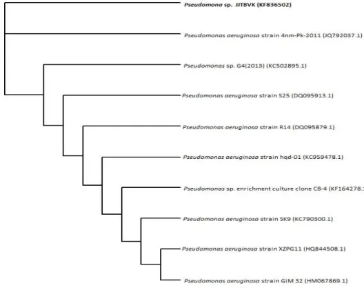 Figure 1 - Dendrogram of 16S rRNA gene sequence in Pseudomonas sp. JJTBVK. 