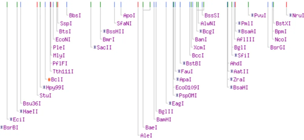 Figure 2 - Restriction enzyme cleaving sites in 16S rRNA gene sequence of Pseudomonas sp
