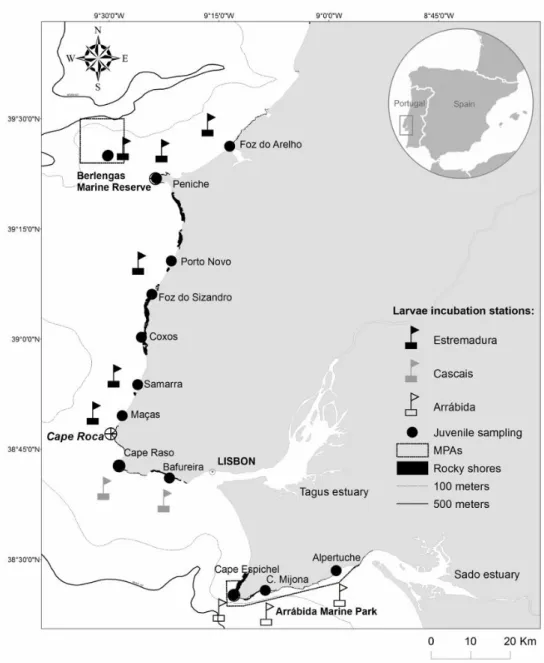 Figure  2.1  Map  of  larval  incubation  stations,  juvenile  sampling  sites  and  location  of  Marine  Protected  Areas  (MPAs)