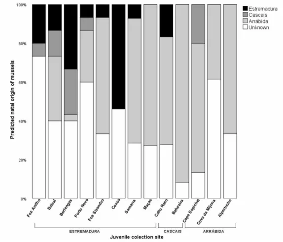 Figure 2.5 Predicted natal origins of juvenile mussels. X axis represent collection sites of juvenile mussels  (early  settlers),  grouped  by main  regions,  and  the  colors  of  the  bars  symbolize  predicted  natal  origins  determined by using region