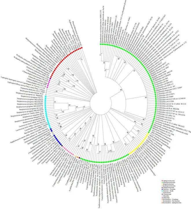 Figure  1  -   Maximum  Likelihood  tree  of  bacterial  16S  rRNA  gene.  The  dendrogram  was  estimated  by  neighbor  joining  using  the  k2+G  model,  with  MEGA  5.05  program