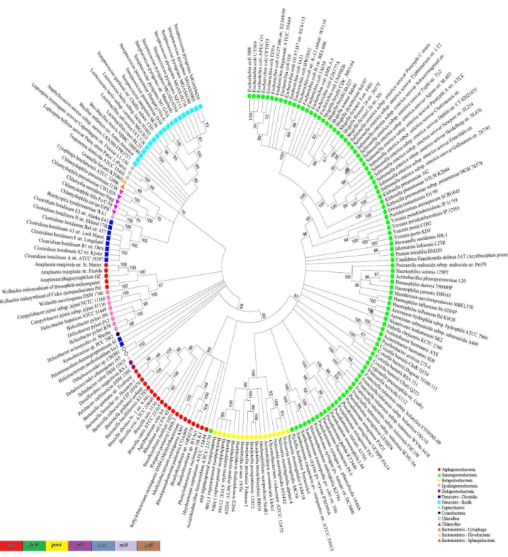 Figure  2  -  Maximum  Likelihood  tree  of  concatenated  housekeeping  gene.  Dendrogram  inferred  from  a  concatenated,  partitioned  alignment  of  7  housekeeping  genes