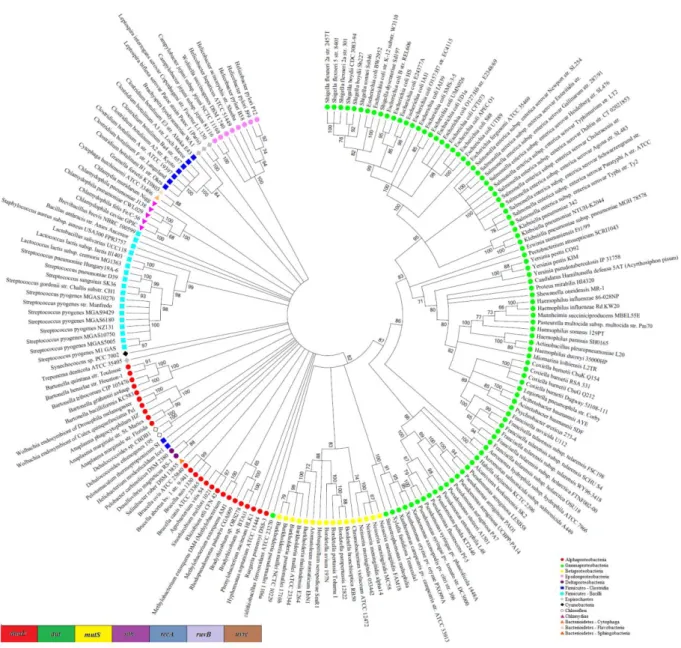 Figure 3 - Maximum Likelihood tree of concatenated DNA repair gene. Dendrogram inferred from a concatenated,  partitioned alignment of 7 DNA repair gene