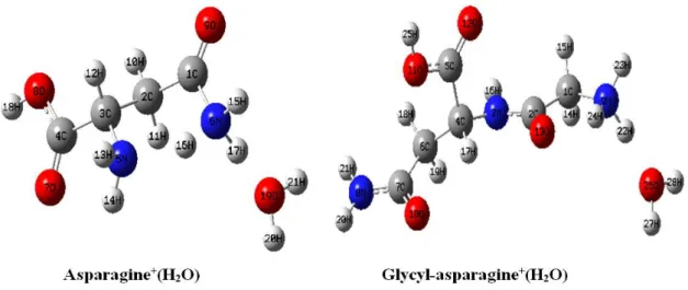 Figure  2  -  Optimized  structures  of  the  asparagine  and  glycyl-asparagine  cations  solvated  with  a  water  molecule and practical numbering system adopted for carrying out the calculations
