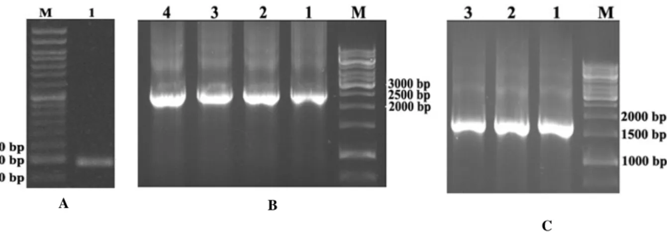 Figure  1  -  (A)  Agarose  (1.5%)  gel  electrophoresis  pattern  of  the  PCR  product  obtained  from  recombinant  pFastBac1-Hepc25  vector  (hepcidin  specific  primers  were  used  for  PCR  amplification)