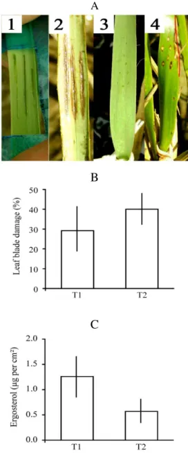 Fig.  2B).  In  contrast,  leaves  with  crab-type  wounds  had  an  average  value  of  ergosterol   two-fold  higher  than  leaves  with  aphid-type  wounds  (1.26 ± 0.39 µg ergosterol per cm² and 0.57 ± 0.18  µg  ergosterol  per  cm²,  respectively),  s