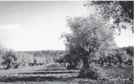 Fig. 29 – Trecho de olival da Quinta de Val de Ventos.