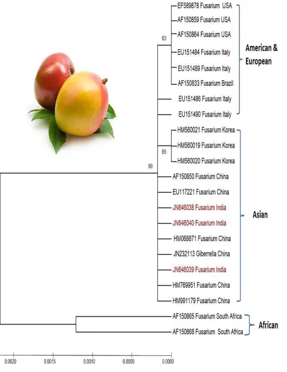 Fig 2. Phylogenetic tree constructed using MEGA 5.05 version with ITS region sequences retrieved randomly from  the GenBank along with the present study isolates (in red)