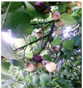 Figure  1  -  Fruits  at  different  stages  of  maturity  in  Jatropha curcas. 