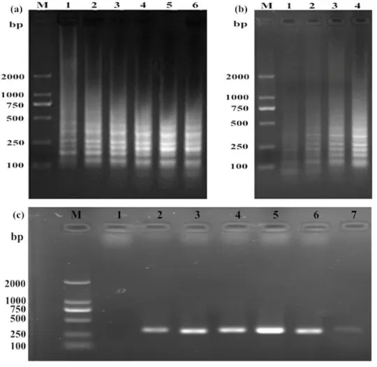 Figure  2:Optimizationof  LAMP  and  PCR  for  ASFV  detection.  The  LAMP  reactionwasrununderdifferenttemperaturesand  times,  andtheproductswereexaminedbyagarose  gel  electrophoresis