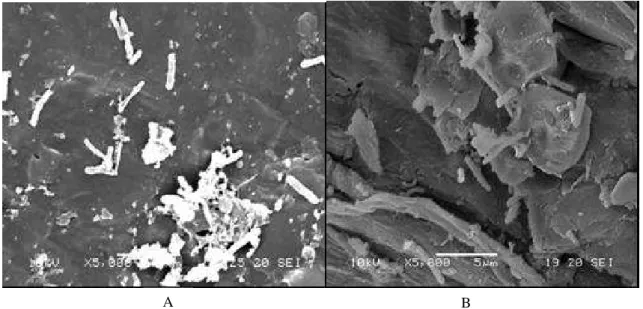 Figure  3  -  Images  of  bacteria  morphologies  on  (A)  immobilized  ball-shaped  HBPE  and  (B)  immobilized rope-shaped hydrophilic ramie after biohydrogen production at 5 µm bars