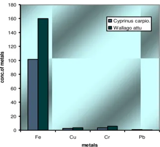 Fig. 4: Concentration of heavy metals in kidney of Cyprinus carpio and Wallago attu. 