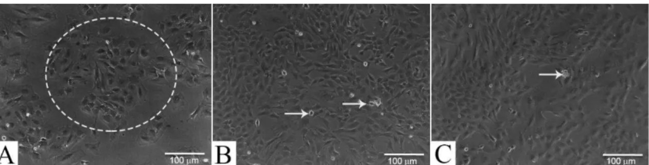 Figure 2 -  DPSC cell  morphology during culture. In (A), morphology  found after the  first passage of the cells