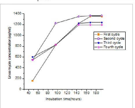 Figure 7-Effect of incubation time on lincomycin production by immobilized cells through repeated batch cycle 