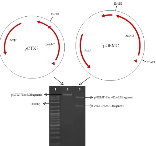 Figure  2.  Schematic  diagram  of  xylanase  gene  containing  pCTX7  and  bifunctional  gene  containing  pGEMC