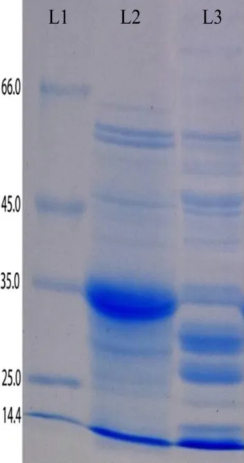 Figure  8.  SDS-PAGE  of  C12D:    Marker  (L-1)  size  of  markers  are  at  the  left,  crude  sample  (Grown  in  BTEX  supplemented MSM) (L-2), crude sample (Grown in nutrient broth) (L-3)