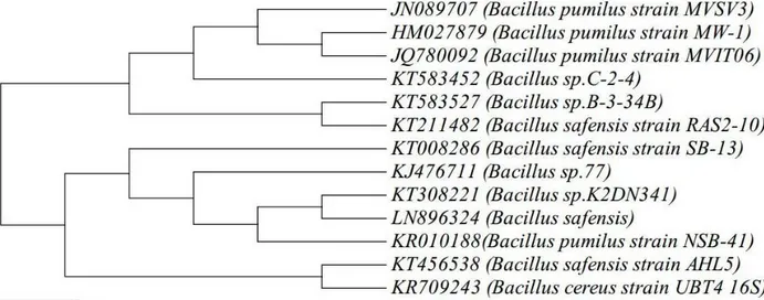 Figure 1. Phylogenetic tree of Bacillus pumilus MVSV3 