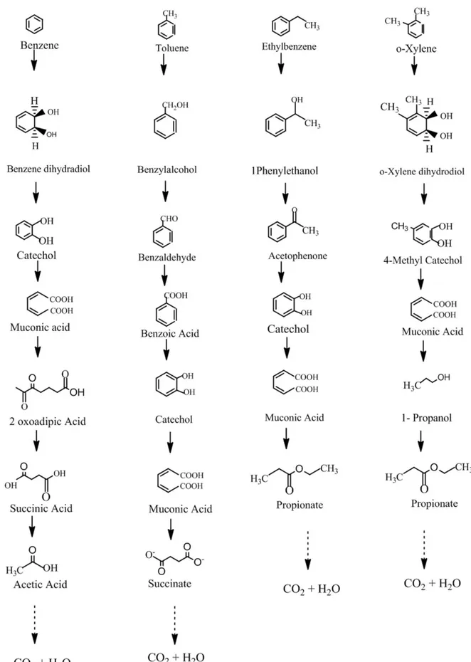 Figure 4. Proposed catabolic pathway for BTEX degradation by Bacillus pumilus MVSV3. 