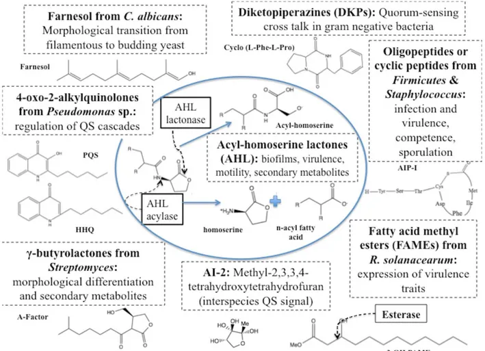 Figure  1.  Chemical  structures  of  molecules  from  several  autoinducer  families,  their  main  QS  function  and  three  quorum quenching mechanisms for AHL and FAME autoinducers