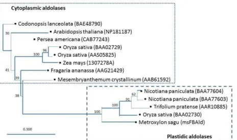 Figure  5.  Phylogenetic  tree  based  on  amino  acids  sequence  of  aldolases,  showing  the  relationships  between  cytoplasmic and plastidic aldolase of other plants