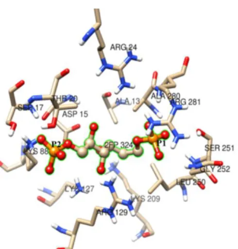 Figure  8.  Predicted  binding  residues  at  the  active  site  of  msFBAld  identified  by  COFACTOR  in  the  template  protein- complexes for Schiff’s base intermediates, analyzed using rabbit muscle aldolase structures (pd b id: 2quv,  2ot0,  6ald  an