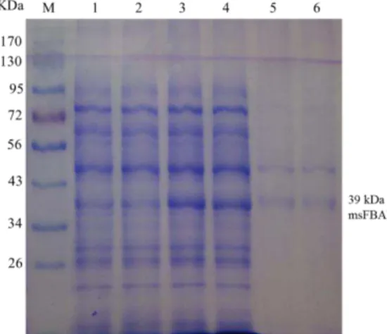Figure  9.  SDS-PAGE  (12%)  analysis  of  expressed  msFBAld.    M,  marker  proteins,  lanes  1  and  2,  pET41a(+)  without msFBAld; lanes 3 and 4, 1 mM IPTG induced pET41a(+)/msFBAld; lanes 5 and 6, His-tag purified proteins  which contained two bands 