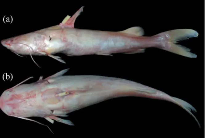 Figure 2. Sciades parkeri, albino specimen; GEA 2239, 68.5 cm TL (a) lateral view, and (b) dorsal view