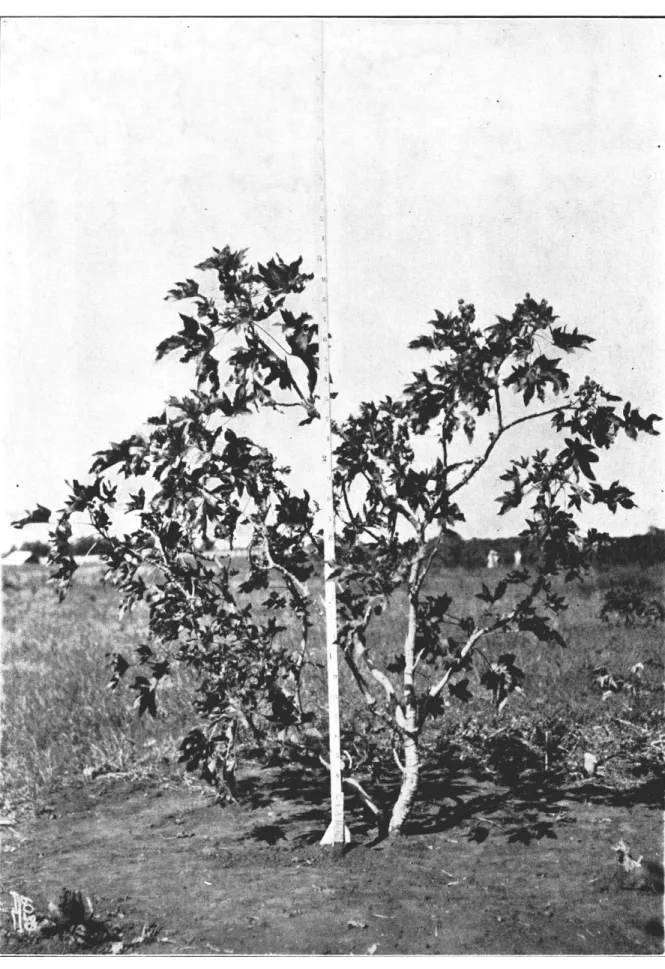 Fig. 6 — Planta da variedade ană n.&#34; 6, no segundo ano de produçăo. 