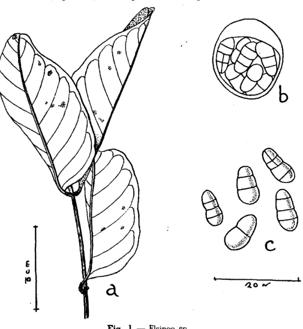 Fig. 1 — Elsinoe sp. 