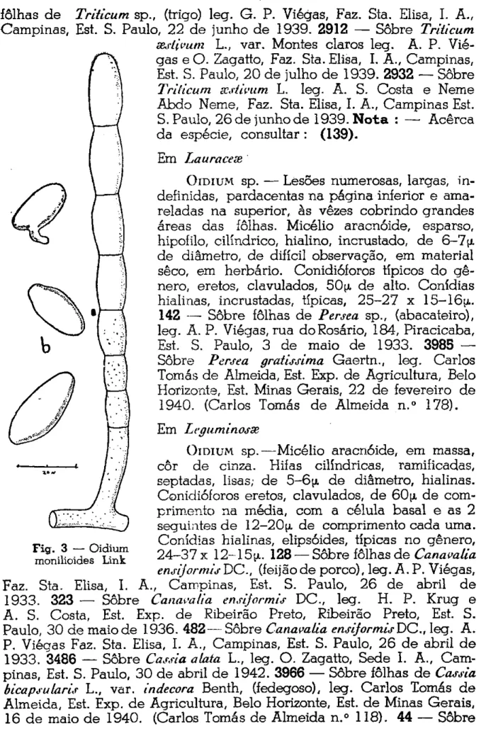 Fig. 3 — Oidium  monilioides Link 