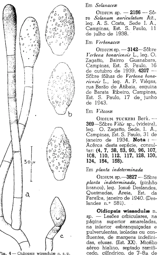 Fig. 4 — Oidiopsis wissadulae n. s. p. 