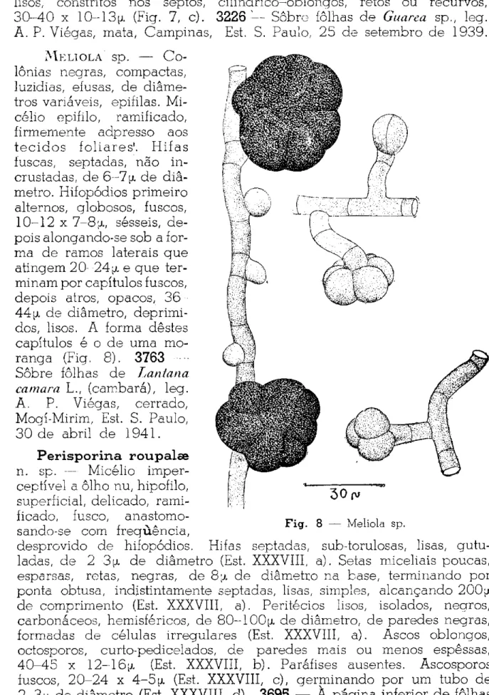 Fig. 8 — Meliola sp. 
