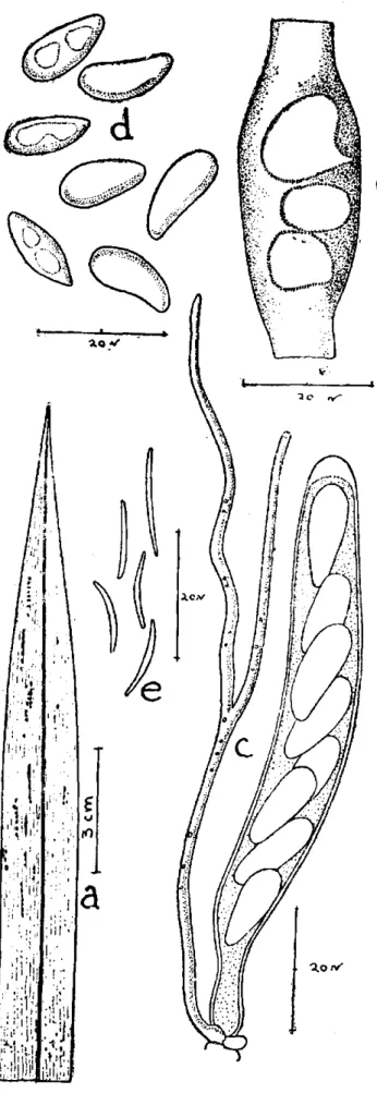 Fig. 14 — Phyllachora acum nata Sterb. 