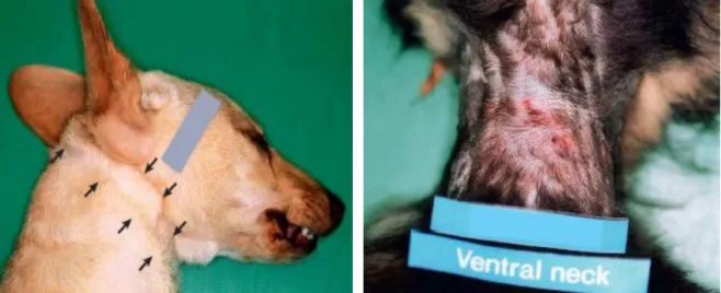 Figure  29:  A  situation  of  a  dog  strangulation,  being  possible  to  see  a  mild  bruising  and  reddening  of  the  skin on the ventral surface and both sides of the neck