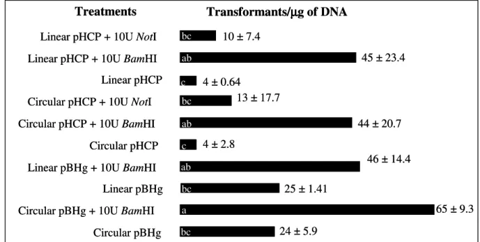 Figure  1  -  Transformation  efficiency  of M.  perniciosa  in  different  conditions  (circular  or  linear  vectors and presence or absence of restriction enzymes)