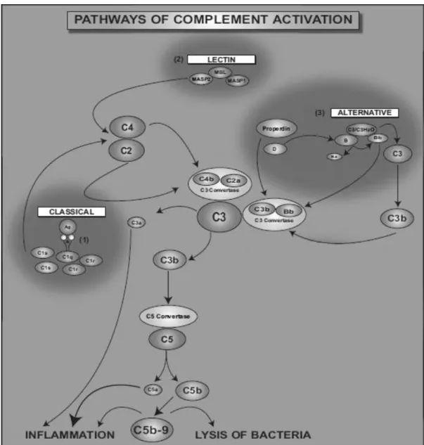 Figure 2. Complement activation though the classical (1), lectin (2), or alternative (3) pathways that converge at the  central component of the complement system, C3