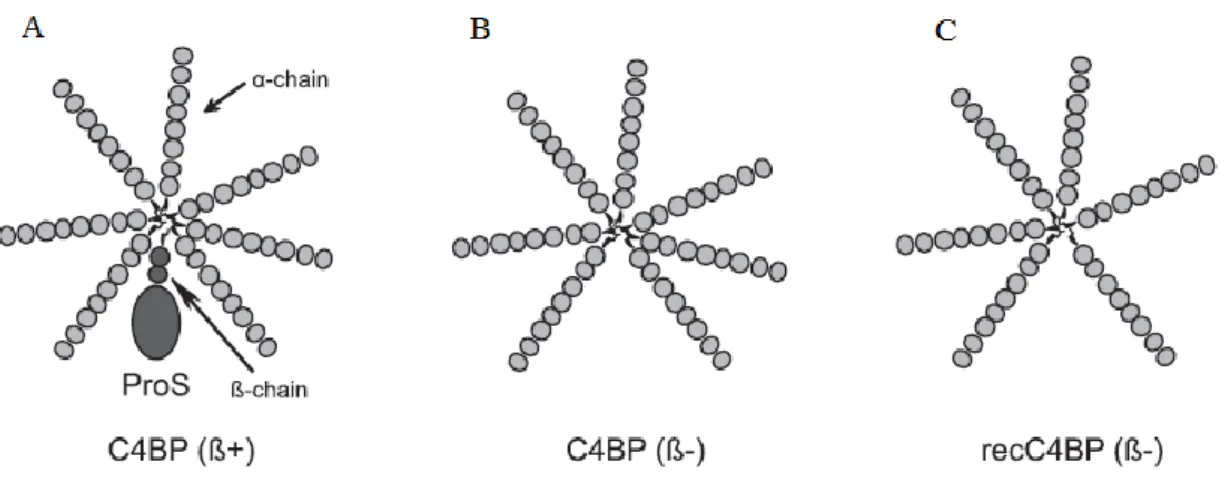 Figure 3. Schematic structure of the main C4BP isoforms used in this study. (A) The major circulating C4BP (β+)  isoform (C4BP α7β1), bound to ProS