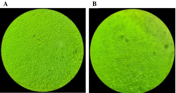 Figure 6. Characterization of macrophages morphology after M1 or M2 polarization. (A) After stimulation with  LPS/IFN-γ, M1 macrophages showed a rounded morphology