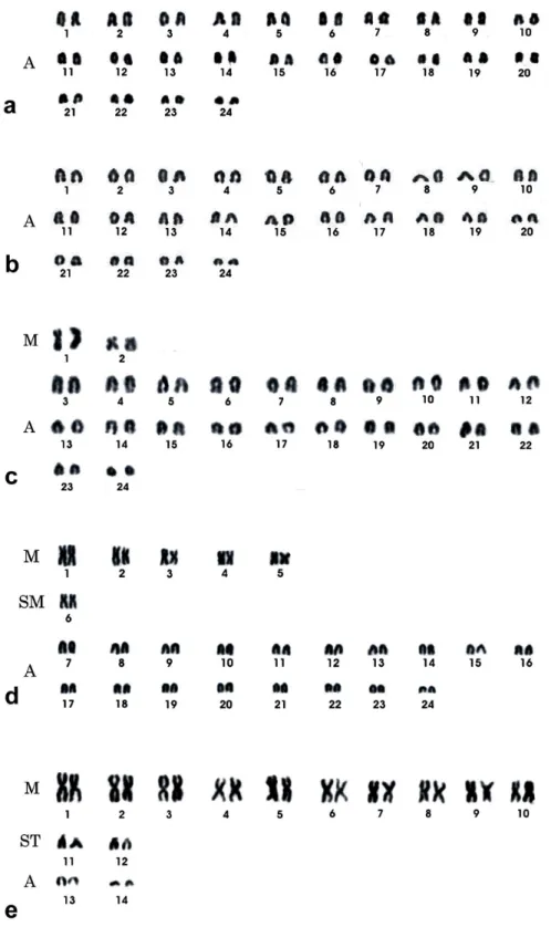 Figure  1  -  Giemsa  stained  karyotypes  of:  a Eucinostomus  argenteus,  b  Diapterus  rhombeus,  c  Strongylura timucu, d S