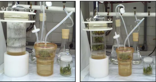 Figure 3 - B.I.B. ® ; R.I.T.A. ®  bioreactors and traditional system at stage of immersion explants (A)  and emersion (B) of Ananas comosus L