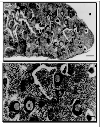 Figure 2 - Testes of Astyanax scabripinnis from Lagoa Stream, identified as males, (a) in advanced  maturation stage, showing perinucleolar stage oocytes (II) [HE; scale bar: 100 µm]; (b) a  detail showing oocytes (II) in the walls of the lobules [HE; Scal