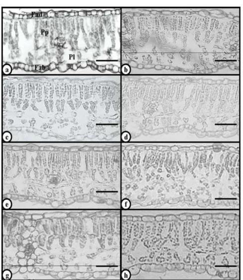 Figure 5 - Transverse section of  Glycine max leaflets: Conquista (C30) (a), Conquista (T30) (b),  BR16  (C30)  (c),  BR16  (T30)  (d),  Conquista  (C45)  (e),  Conquista  (T45)  (f);  BR16  (C45) (g), BR16 (T45) (h)