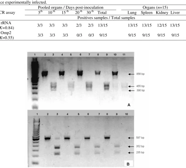 Table 1 - Chlamydophila abortus rRNA or Omp2 gene detection by PCR assays performed in suspensions of organs  from mice experimentally infected