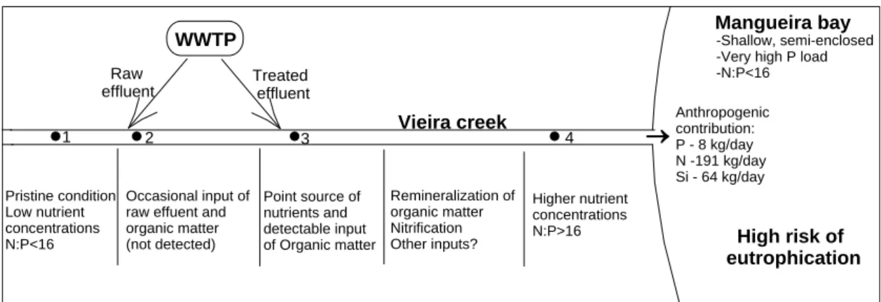 Figure 3 - Schematic diagram summarizing the processes associated to treated-sewage input from  the WWTP into Vieira creek