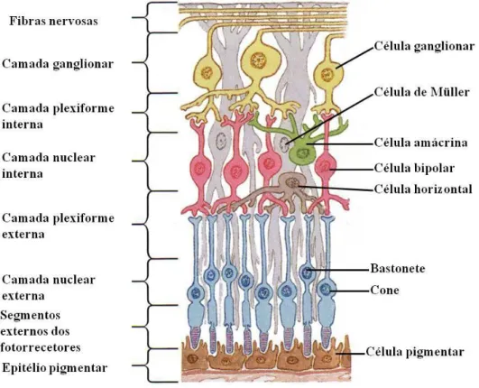 Figura 1 – Esquema da organização da retina de vertebrados 