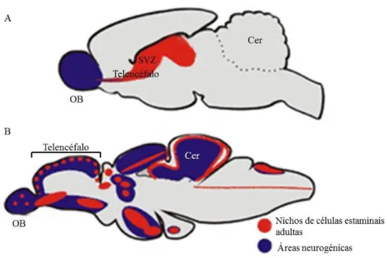 Figura 7 – Representação das áreas neurogénicas no cérebro 
