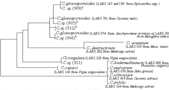 Figure 1 - Dendrogram illustrating the relationships between the Colletotrichum/Glomerella isolates  LARS  905-940  from  cashew  and  associated  plants,  and  reference  isolates  LARS  009,  058, 074, 076, 141, 164, 167, 202, 238, 414, 501, 781