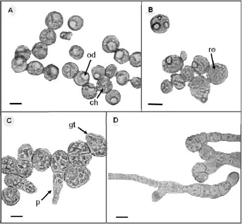 Figure 3 - Spore germination of Bryum argenteum cultured in distilled water (A = 3 d, B = 14 d) and  nutrient  solution  (C  =  3  d,  D  =  14  d),  at  12  h  photoperiod  and  25º  C
